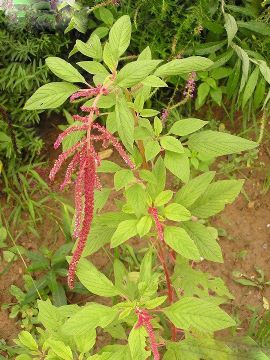 Amaranthus Caudatus Extract 